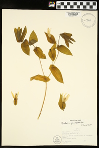 Uvularia grandiflora image