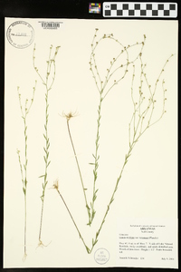 Linum medium var. texanum image