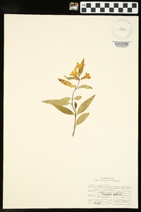 Gelsemium sempervirens image