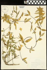 Gelsemium sempervirens image