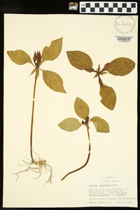 Trillium recurvatum image