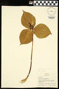 Trillium viridescens image