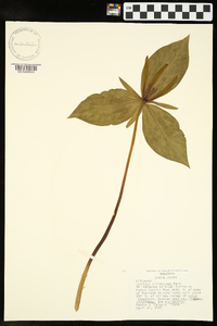 Trillium viridescens image