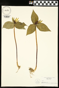 Trillium viridescens image