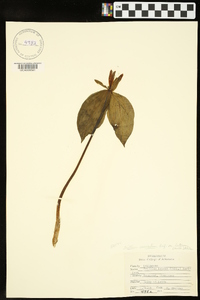 Trillium cuneatum var. luteum image