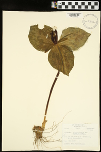 Trillium cuneatum image