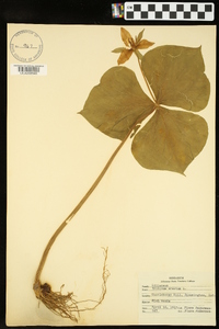 Trillium erectum image