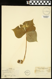 Trillium erectum image