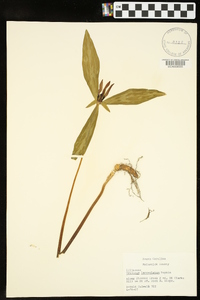 Trillium lanceolatum image