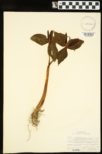 Trillium luteum image