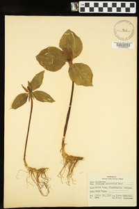 Trillium recurvatum image