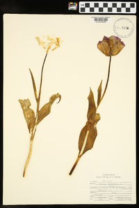 Tulipa gesneriana image