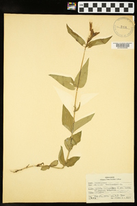 Spigelia marilandica image