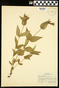 Spigelia marilandica image