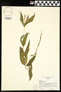 Spigelia marilandica image