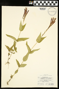 Spigelia marilandica image