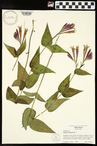 Spigelia marilandica image