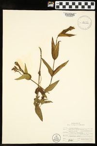 Spigelia marilandica image