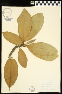 Magnolia grandiflora image