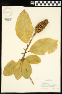 Magnolia grandiflora image