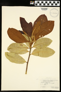 Magnolia grandiflora image