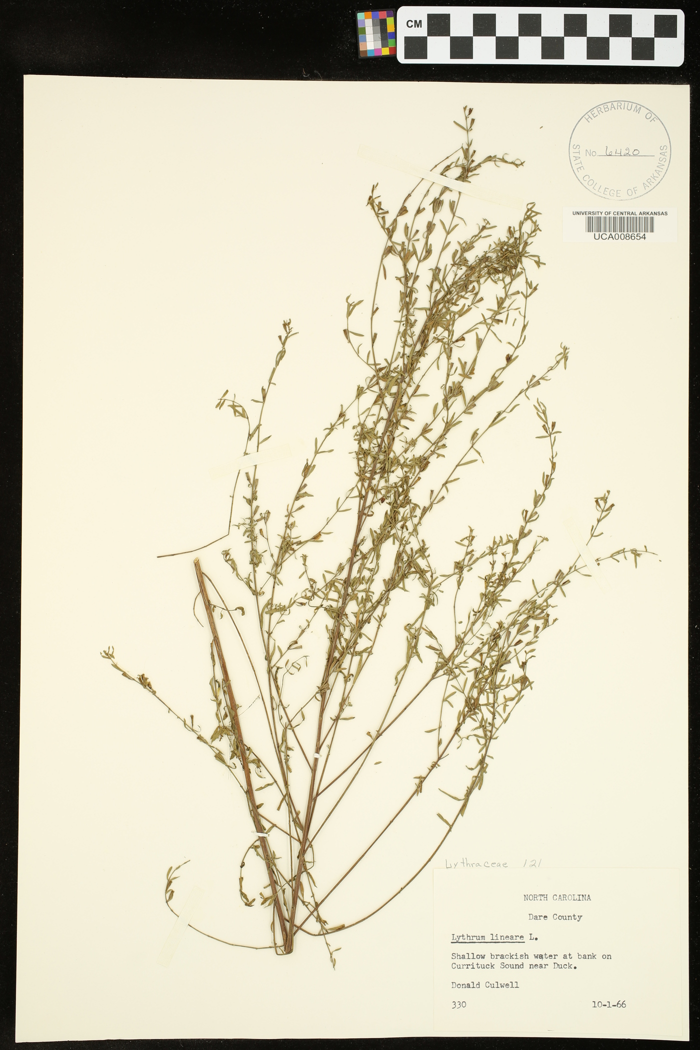 Lythrum lineare image