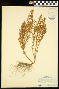 Rotala ramosior image