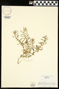 Rotala ramosior image