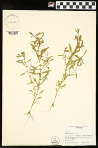 Rotala ramosior image