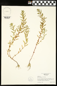 Rotala ramosior image