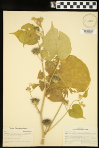 Abutilon theophrasti image