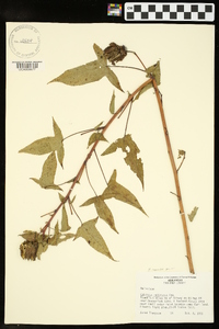 Hibiscus laevis image