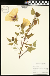 Hibiscus laevis image