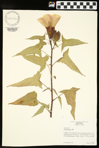 Hibiscus laevis image