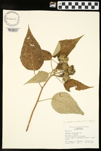 Hibiscus lasiocarpos image