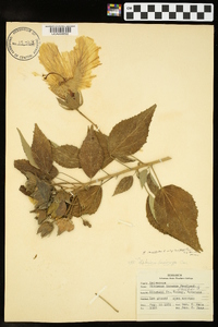 Hibiscus lasiocarpos image