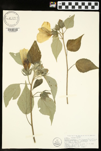 Hibiscus lasiocarpos image