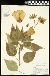 Hibiscus lasiocarpos image