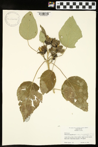 Hibiscus lasiocarpos image