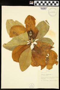 Magnolia grandiflora image