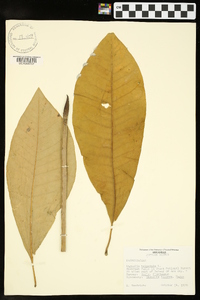 Magnolia tripetala image