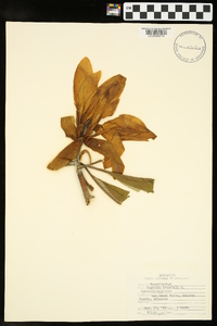 Magnolia tripetala image