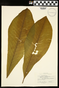 Magnolia tripetala image