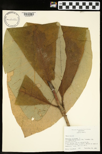 Magnolia tripetala image