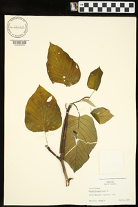 Magnolia acuminata image