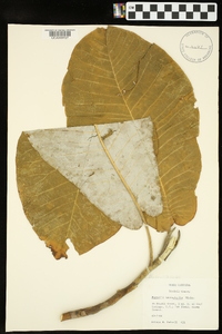 Magnolia macrophylla image