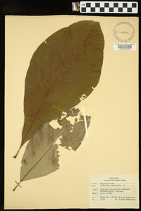 Magnolia tripetala image