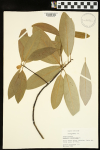 Magnolia virginiana image