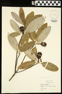 Magnolia virginiana image