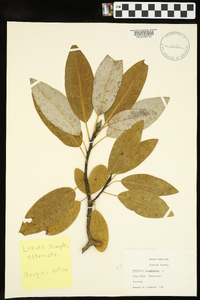 Magnolia virginiana image